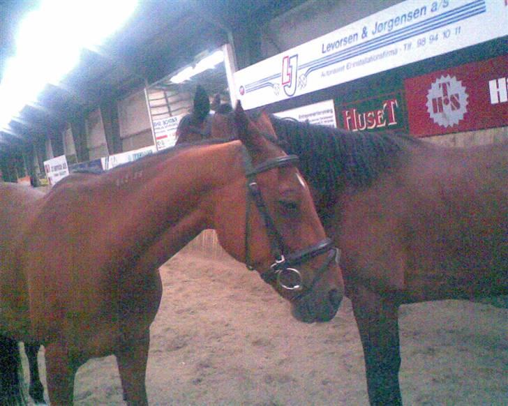 Traver Star Blixt *solgt* billede 5