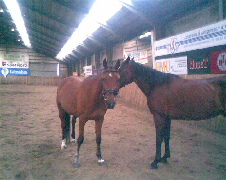 Traver Star Blixt *solgt* billede 6