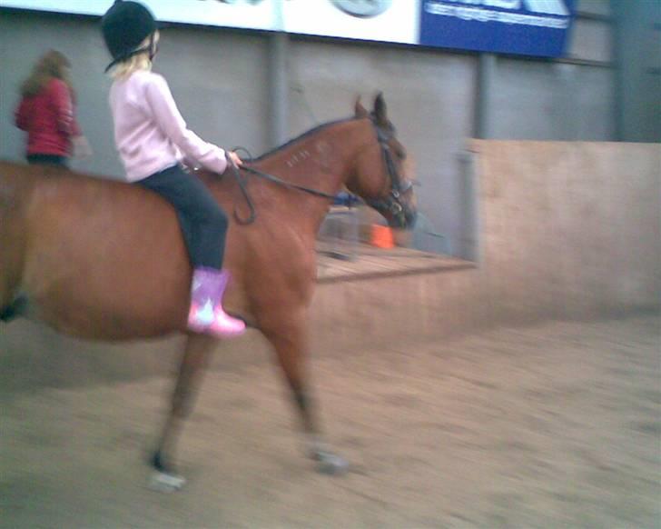 Traver Star Blixt *solgt* - Stubbe og min lillesøster. Det er første gang hun rider. billede 8