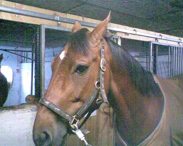 Traver Star Blixt *solgt* billede 9