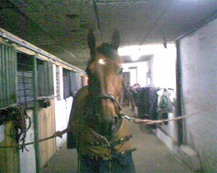 Traver Star Blixt *solgt* - Min smukke hypper billede 10