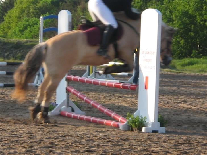 Fjordhest Santa <3 R.I.P  - Fjordheste stævne på Birken den 1-2-3 Juni  07 billede 9