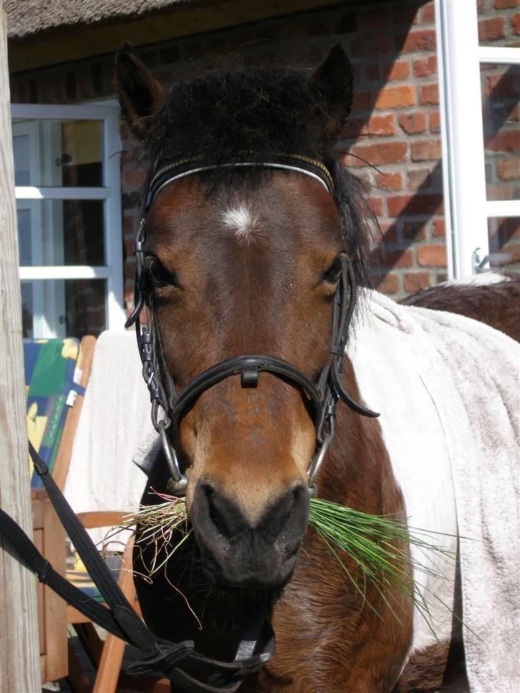 Pinto Indy  - Lige blevet vasket :D  billede 14