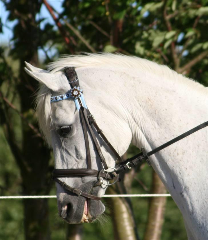 Arabisk fuldblod (OX) Bonni  - 1# Bonni <3 Træning d. 30/6... Foto: CBI-Foto.dk  billede 1