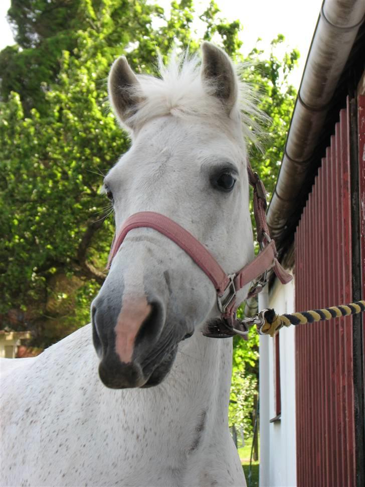 Anden særlig race fazet(gammel part)... - dejlige fazet... billede 1