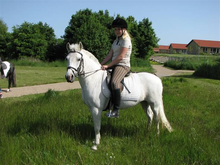 Anden særlig race fazet(gammel part)... - fazet ... billede 4