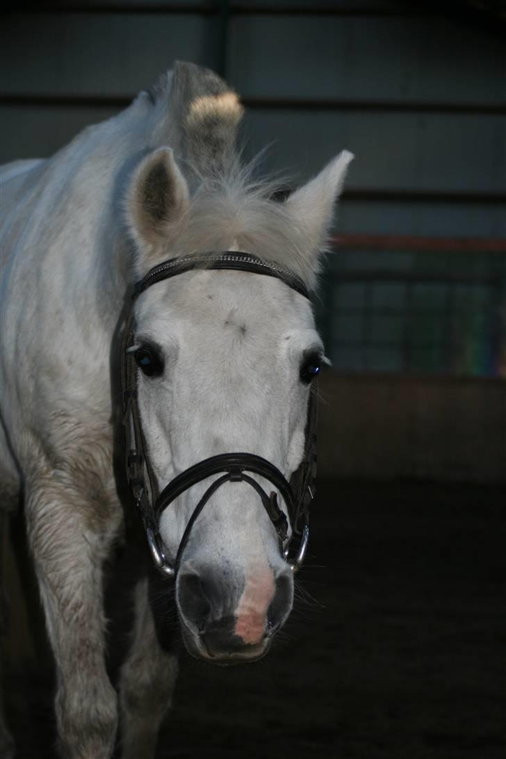 Anden særlig race fazet(gammel part)... - fazet ... billede 11