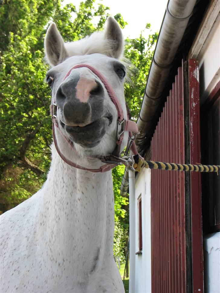 Anden særlig race fazet(gammel part)... - fa-lama... billede 14
