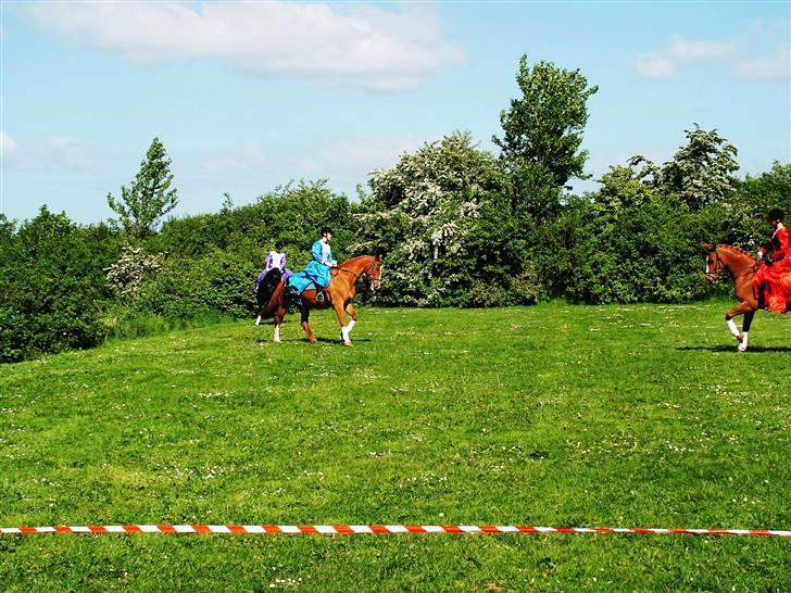Anden særlig race  R.I.P. Flicka - Flicka (t.v.) og Foxy (t.h.) billede 8