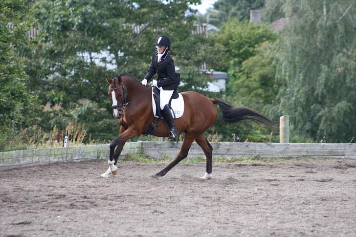 Anden særlig race Niko *Pops*Tøsedreng* - Sommeren 10 - Stævne Gedsted, fotograf Sandie billede 10