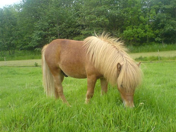 Shetlænder Lucky Player (Hingst) RIP - Mums sommergræs billede 13