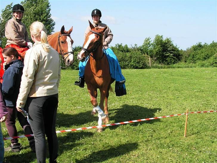 Anden særlig race  R.I.P. Flicka - Foxy (t.v.) og Flicka (t.h.) billede 10