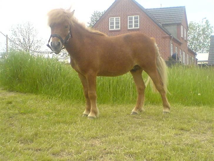 Shetlænder Lucky Player (Hingst) RIP - Billedsmuk ! på toppen af bakkefolden billede 15