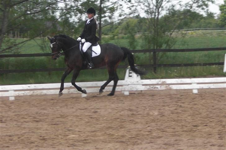 Tysk Sportspony Hovgaards Da Vinci - Dejlige pony billede 9