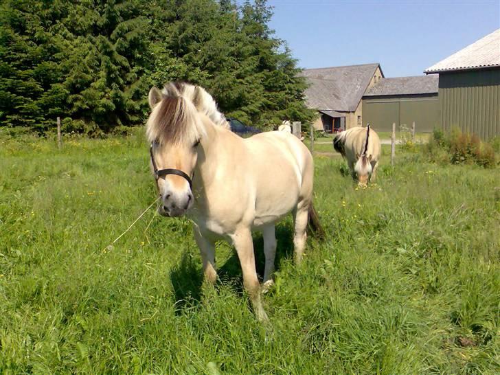 Fjordhest Risbjerggårds abanos billede 14