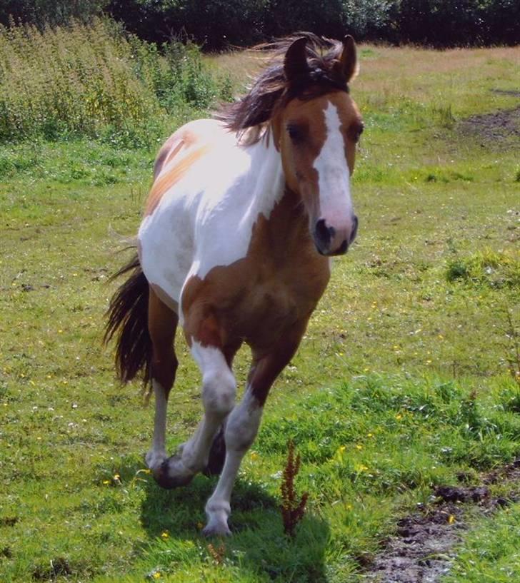 Anden særlig race Kashmir *Solgt* billede 12