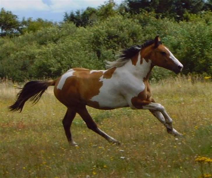 Anden særlig race Kashmir *Solgt* billede 13