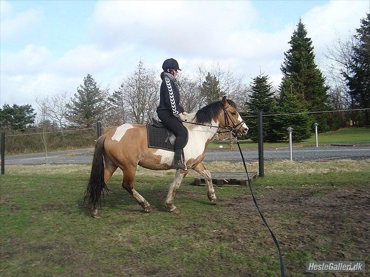 Anden særlig race Kashmir *Solgt* - April 2011 - trav i longe. Rytter: Mette billede 14