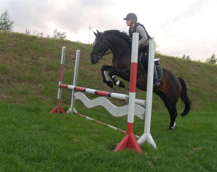 Welsh Cob (sec D) Tecno (solgt) - Mig og Tecno billede 3