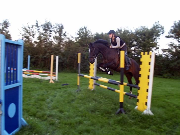 Welsh Cob (sec D) Tecno (solgt) - 1 meter og 5 og det var nemt siger Tecno (:   billede 4