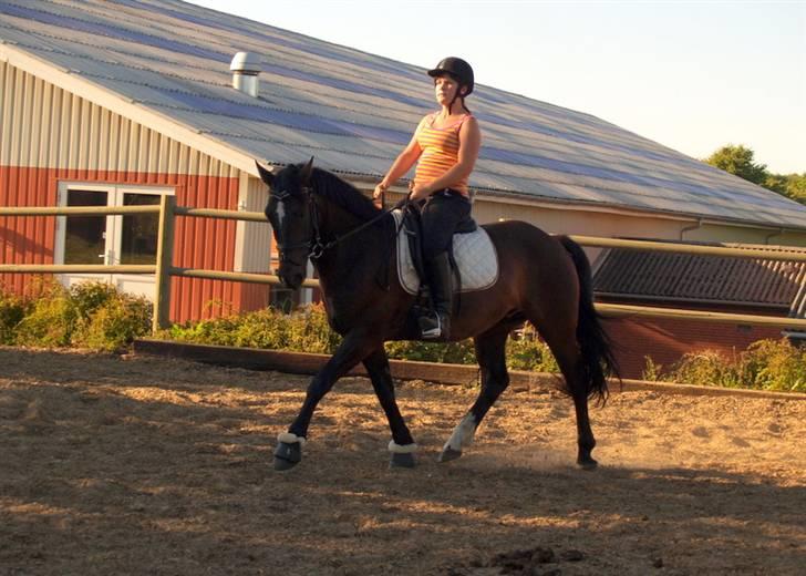 Welsh Cob (sec D) Tecno (solgt) - 2 gang jeg red ham efter han  havde stået stille 3 uger, han var rigtig dygtig :D billede 5
