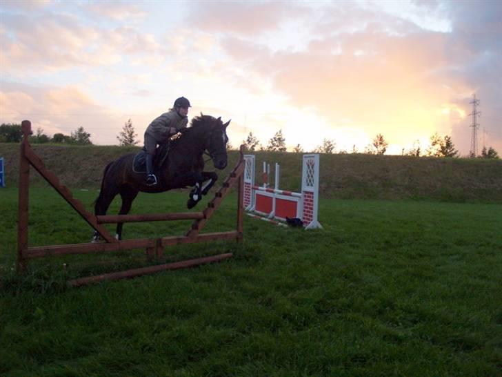 Welsh Cob (sec D) Tecno (solgt) - Min moster og Tecno billede 6
