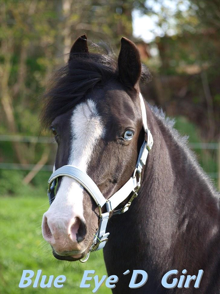 Anden særlig race Blue Eye´D Girl B-pony(x2) - 1#    Potræt billed af stjernen (:. du er alt for mig pony(L). ILY  Foto :  Mig selv   Velkommen til Blue Eye´D Girls Profil;),Skriv gerne en kommentar til Blueeyed og lig en bedømmelse hvis du vil<3;) billede 1