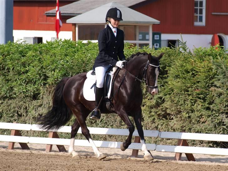 Anden særlig race Blue Eye´D Girl B-pony(x2) - 2#     LA3 til første landstævne :) vi red til 66,33% med 3 plads :D !  VILDT stolt af hende ! :´) <3 ILY   Foto : Min Mor  billede 2