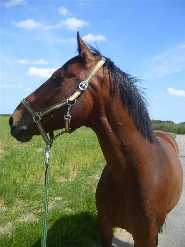 Hollandsk Varmblod Zorro - R.I.P 10/4 - 08 billede 5