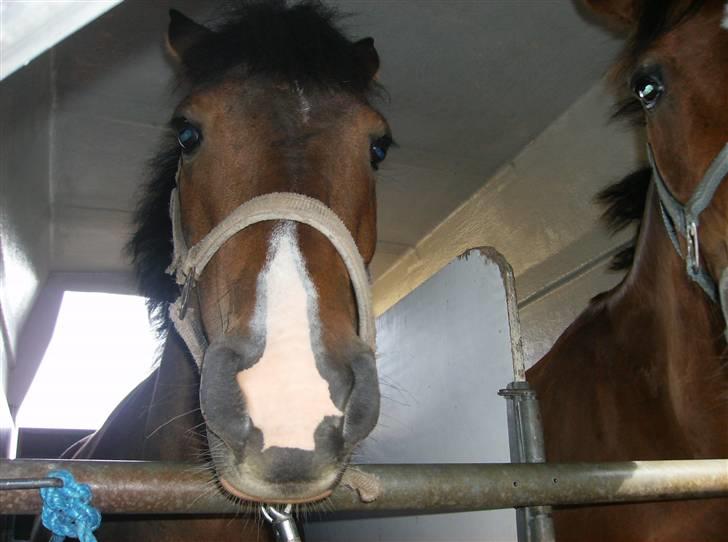 Anden særlig race Zorba<3 - Zorba i traileren på vej hjem... billede 14