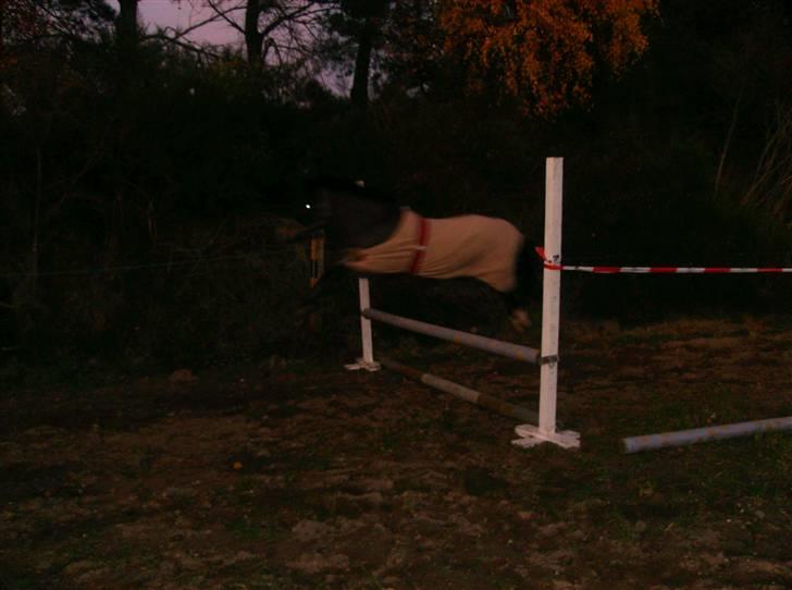 Anden særlig race Zorba<3 billede 15