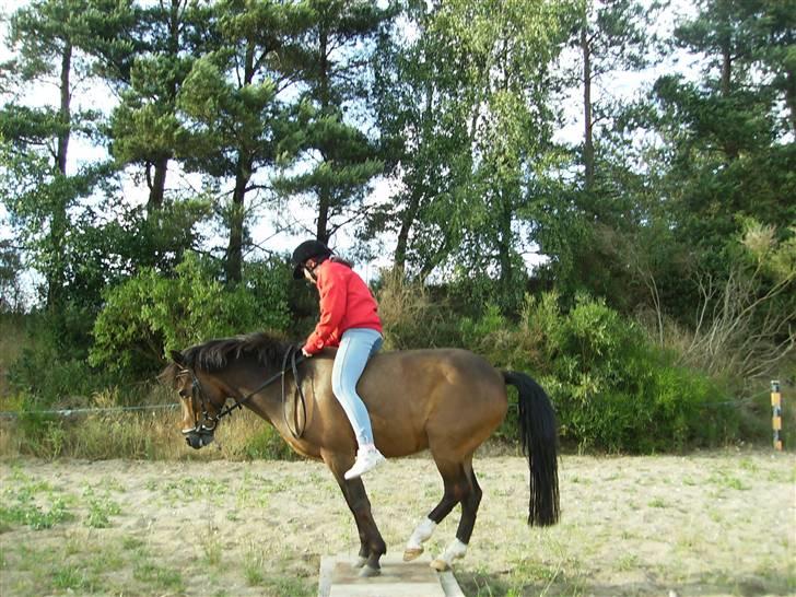 Anden særlig race Zorba<3 - alle 4 ben:) billede 16