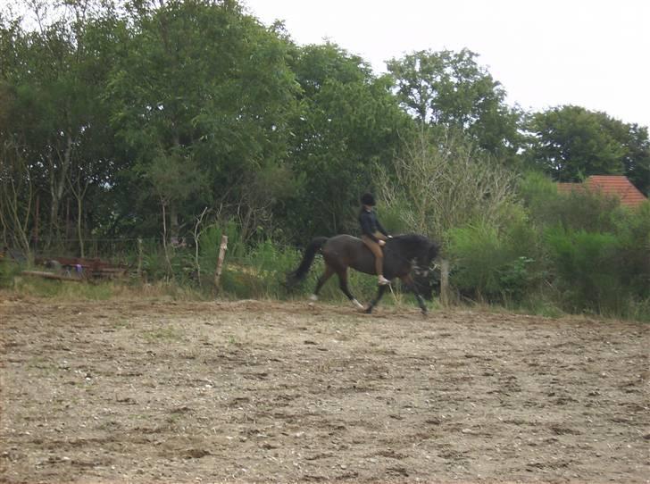 Anden særlig race Zorba<3 - han kan godt gå dressur billede 17