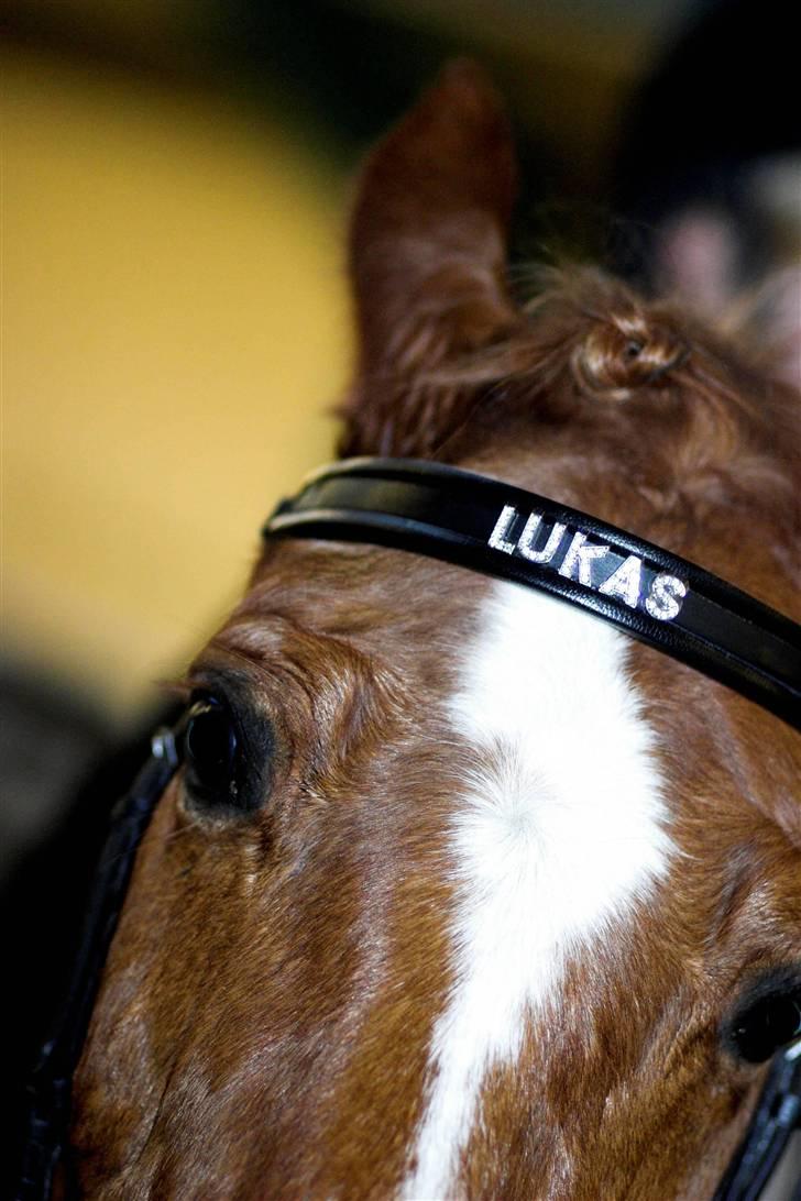 Anden særlig race Lukas - velkommen til lukas´ profil, håber i lægger en kommentar :D billede 1