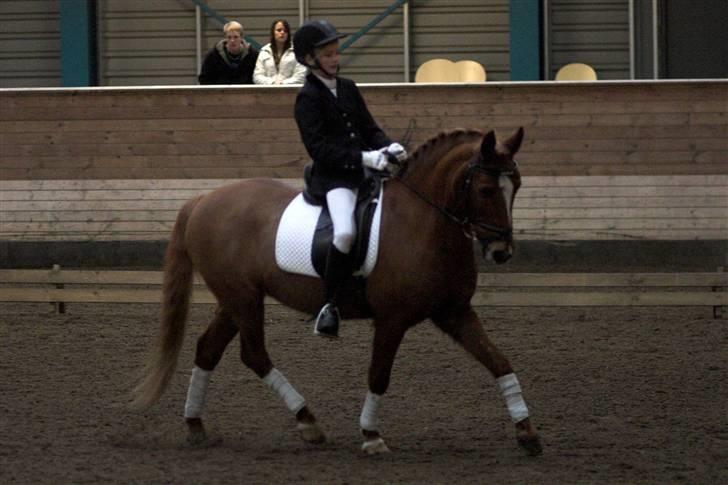 Anden særlig race Lukas - org... den perfekte pony ... VI VANDT !!!!!!! RED TIL 70,72% billede 2