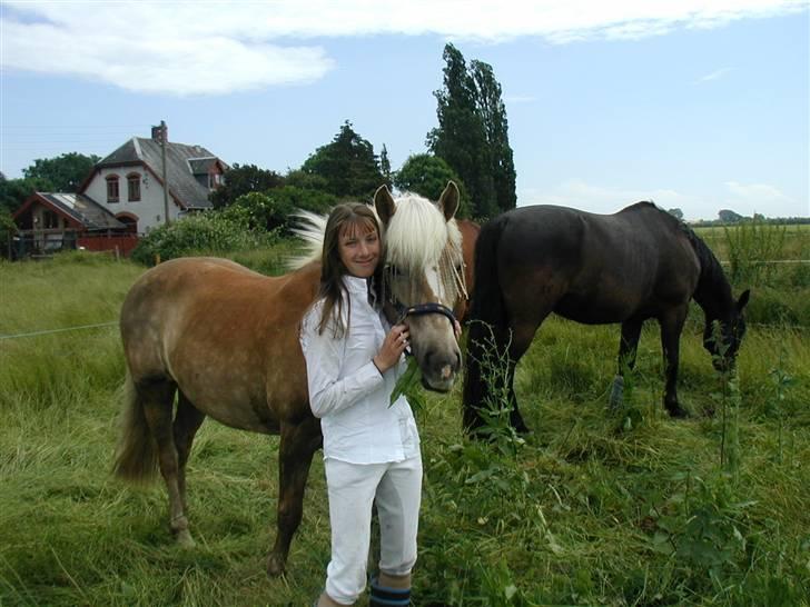 Haflinger 8930819 Ursula *R.I.P* - Hjemme igen, efter klubmesterskab. 17/6-07 billede 3