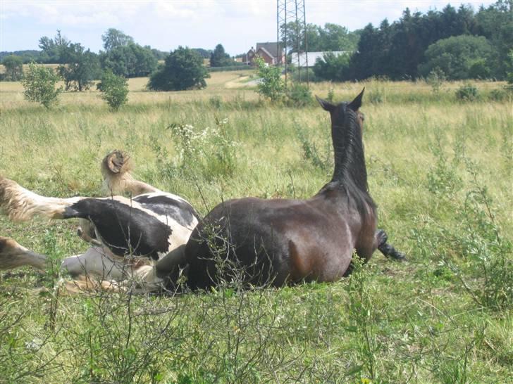 Irish Cob Houdini - Nej hvor hyggeligt ,skal vi rulle sammen Jeppe? Aah aah så smutter jeg!! billede 11