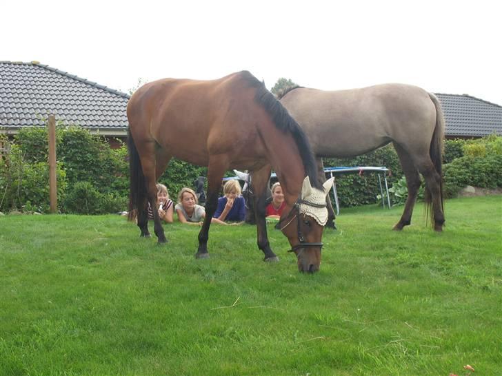 Anden særlig race Cherie - Igen hos Isabella, hestenne hygger med at slå deres græsplane, og vi tømmer fryseren for is <3 billede 16