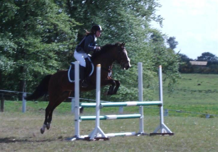 New Forest Angelique *SOLGT* billede 1