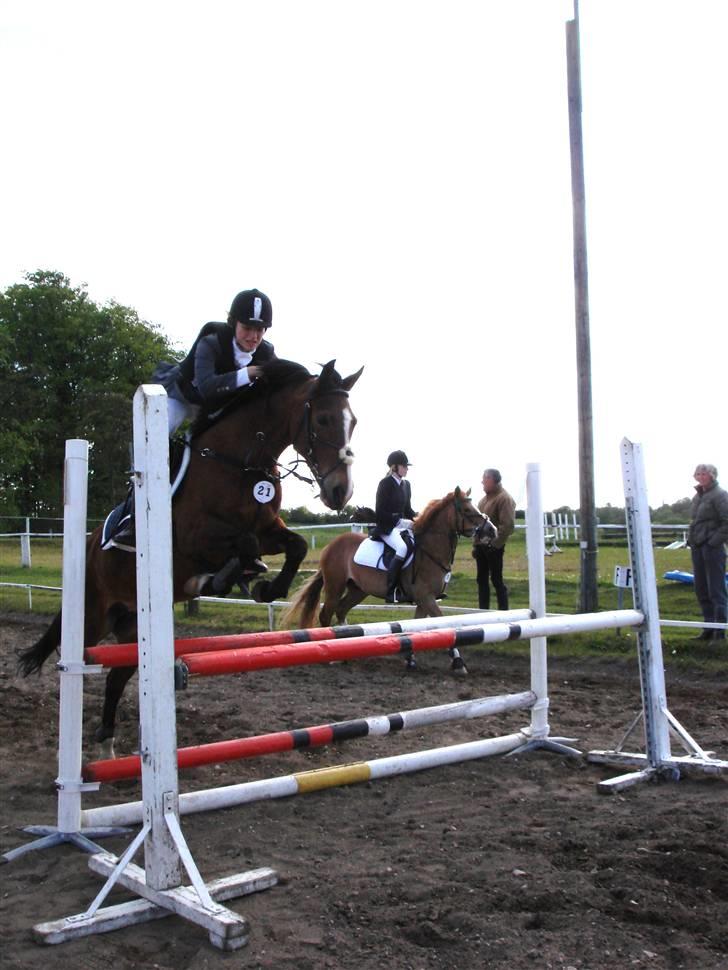 New Forest Angelique *SOLGT* billede 2