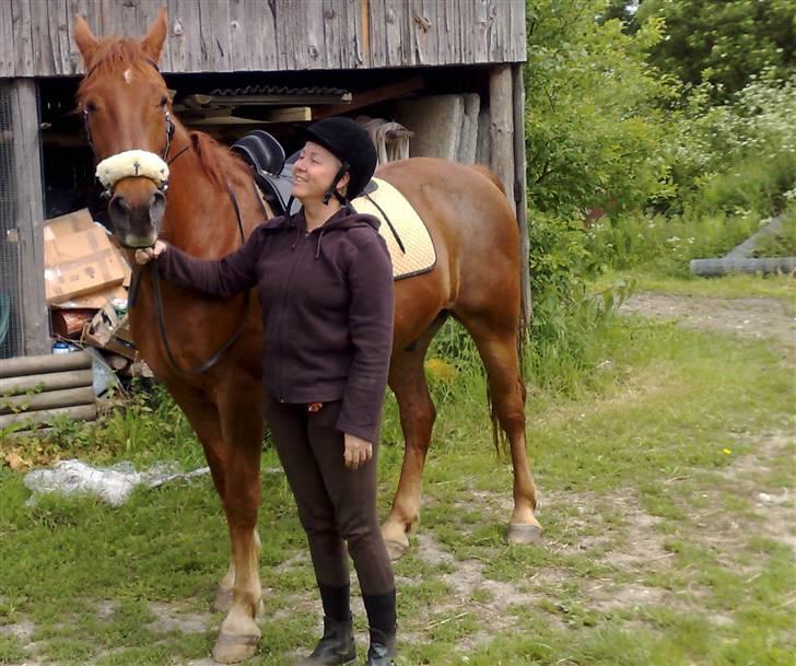 Hannoveraner Gaston - Efter en ridetur billede 17