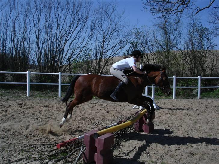 New Forest Angelique *SOLGT* billede 3