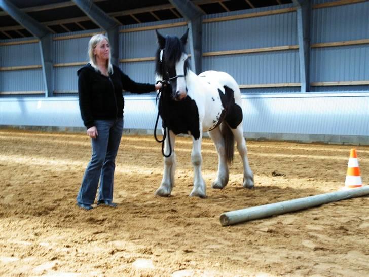 Irish Cob Cassie - min første kåring billede 12