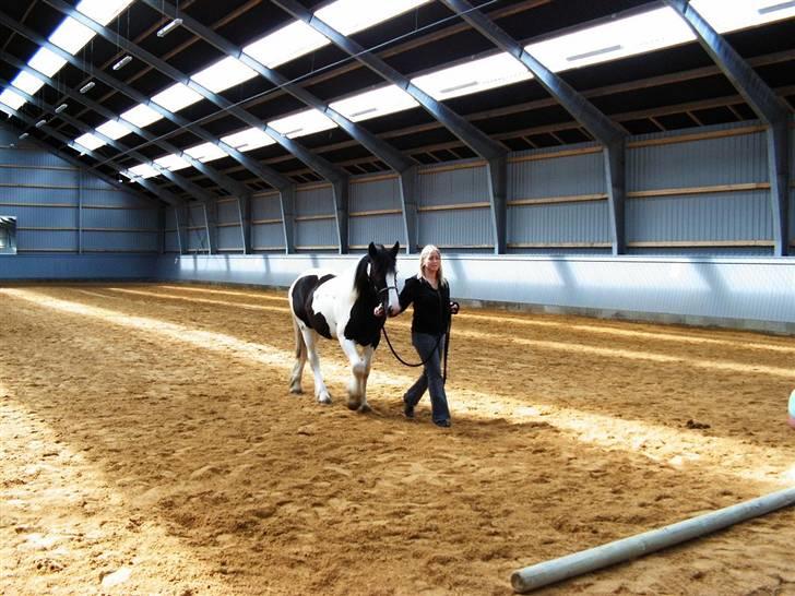 Irish Cob Cassie - Nu skal dommerne skisme også se om jeg kan finde ud af at GÅ billede 13