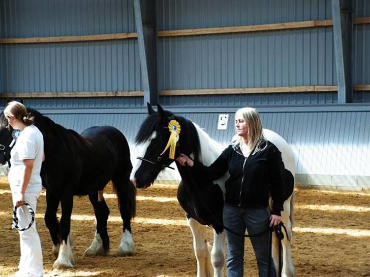 Irish Cob Cassie - Jeg har lige fået et godt øje til ham hingstemanden som kom på 2 pladsen;;--)) billede 15