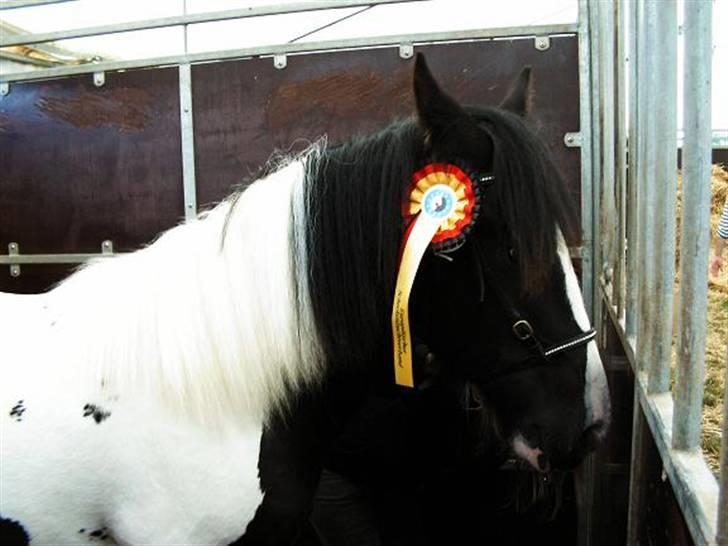 Irish Cob Cassie - ja nu skal jeg i byen og fejre min første præmie ser jeg ikke godt ud med min fine rosette i håret;;--)) billede 17