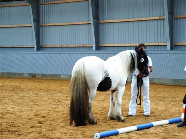 Irish Cob Balou - første stop til kåring Sørvad, her tager dommerne et førstehånds indtryk billede 10