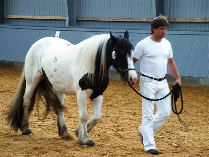 Irish Cob Balou - Nu skal jeg lige vise dem hvordan jeg går i skridt billede 11