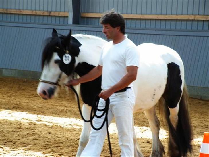 Irish Cob Balou - Nu skal vi gøre klar til at løbe en runde i trav billede 12