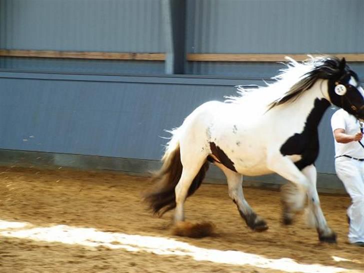 Irish Cob Balou - åhj.. hvor skal man altså løbe stærkt til en kåring;-) billede 13